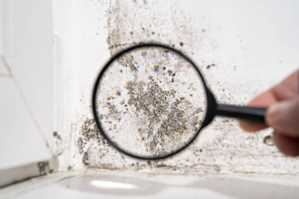 Best Environmental Consulting for Mold Prevention  in Marco Island, FL